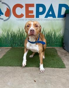 Tayson